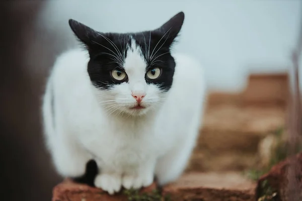 Close Gato Branco Preto Olhando Para Câmera — Fotografia de Stock