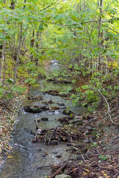 緑豊かな森の中を流れる小川の垂直ショット — ストック写真