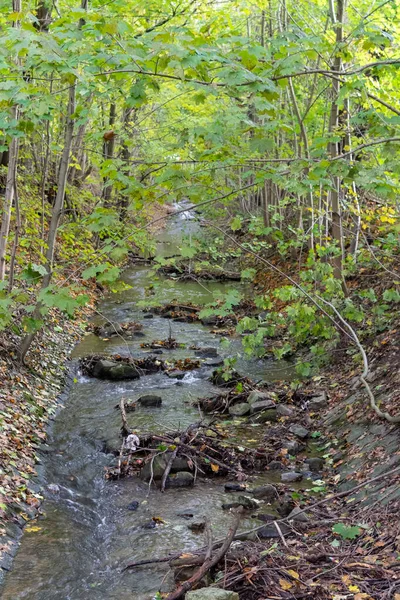 Vertical Shot Stream Flowing Forest Full Fresh Vegetation — Stock Photo, Image