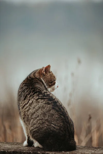 Een Verticaal Achteraanzicht Van Een Schattige Kat Zittend Een Rand — Stockfoto