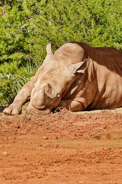 Disparo Vertical Rinoceronte Acostado Arena — Foto de Stock