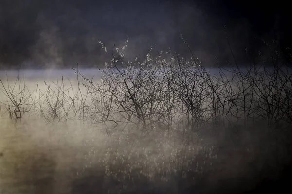 Una Hermosa Vista Las Plantas Crecimiento Lago Niebla Parque — Foto de Stock