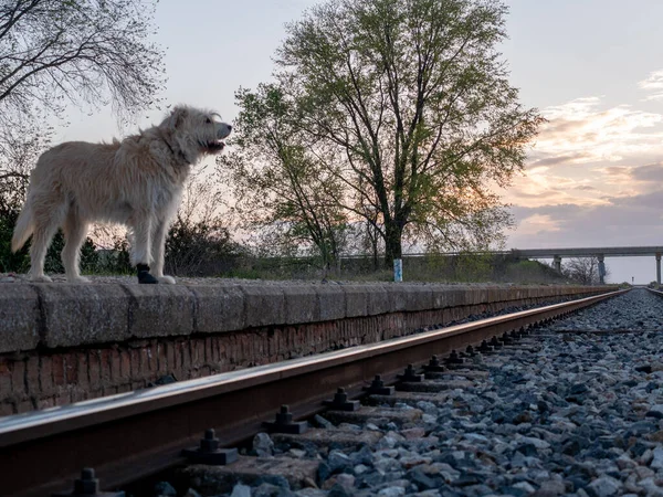 Пастушья Собака Железнодорожной Платформе — стоковое фото