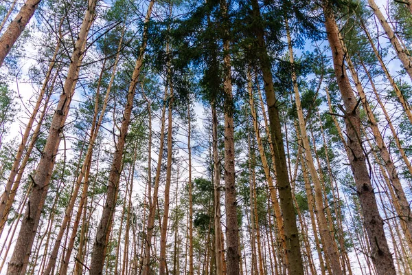 Bulutlu Arka Planda Uzun Bir Orman Ağacının Alçak Açılı Görüntüsü — Stok fotoğraf