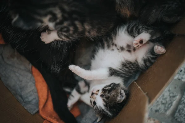 一只好看的可爱的小猫和它们的妈妈躺在纸板箱里 — 图库照片