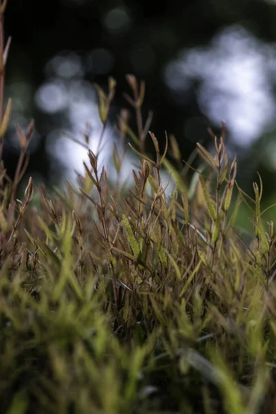 Una Toma Vertical Plantas Herbáceas Aire Libre Durante Día —  Fotos de Stock