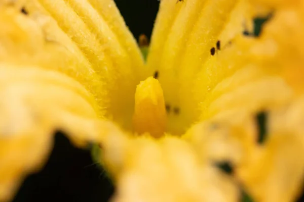 Una Macro Toma Texto Flor Calabaza Amarilla — Foto de Stock