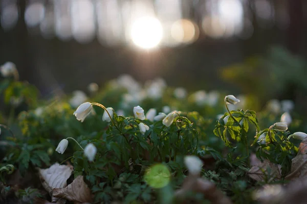 Tiro Seletivo Foco Das Flores Brancas Uma Floresta Dia Bonito — Fotografia de Stock