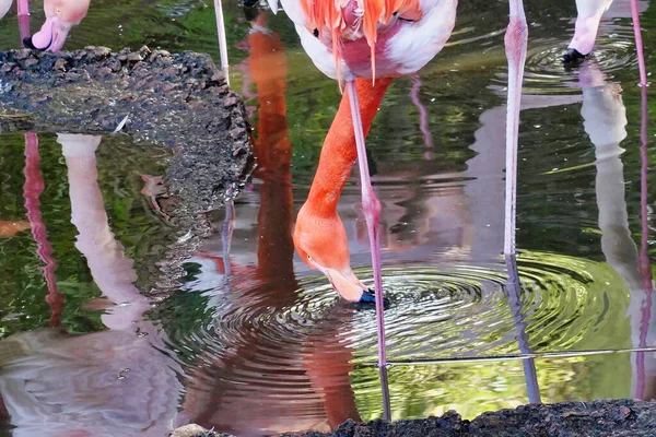 Close Flamingos Uma Perna Enquanto Bebe Água Uma Lagoa — Fotografia de Stock