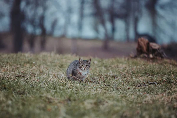 秋の公園の芝生の上にぽつんと佇むふわふわのグレーのタビー猫 — ストック写真