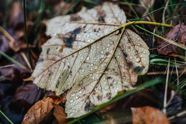 秋天树叶上的水滴的详细照片 落叶上的小的闪亮的雨滴 水滴宏观照片 — 图库照片