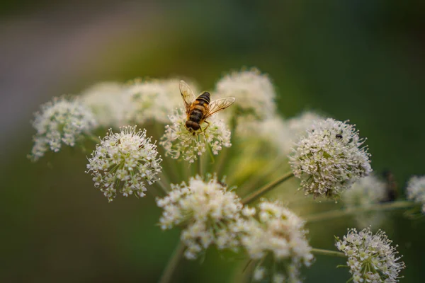 Een Selectieve Focus Shot Van Een Bij Een Koe Peterselie — Stockfoto