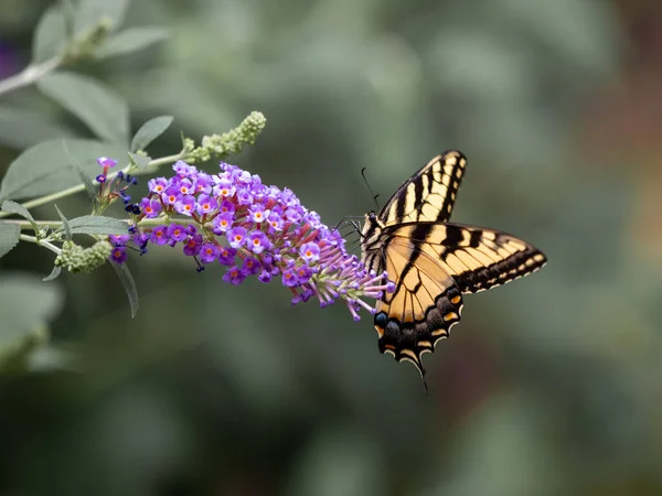 庭の紫色の花から蜜を集める蝶の美しいショット — ストック写真