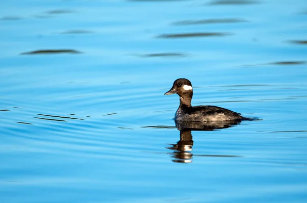 Kvinnlig Buffelhuvud Simmar Vid Esquimalt Lagoon Victoria British Columbia Kanada — Stockfoto