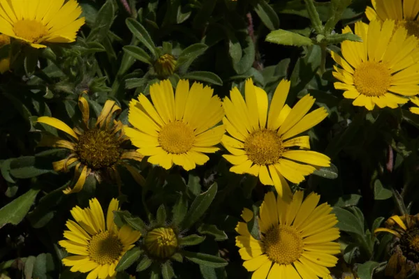 Close Das Flores Bane Leopardo Amarelo Florido Jardim — Fotografia de Stock