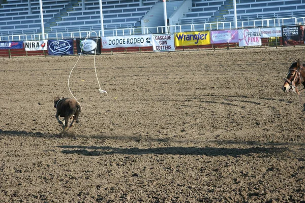 Ellensburg Washington United States Apr 2009 一头小牛犊在一场牛仔竞技比赛中脱离苦海 — 图库照片