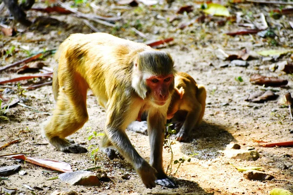 阳光灿烂的一天 一只美丽的巴巴里猕猴在地上玩耍 — 图库照片