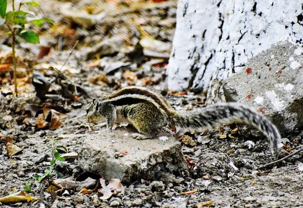 Plan Peu Profond Écureuil Fourrure Assis Sur Rocher Entouré Feuilles — Photo