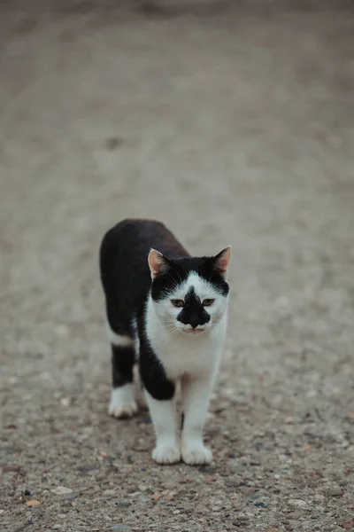 Een Close Van Een Eenzame Zwart Wit Kat Poseren Buiten — Stockfoto