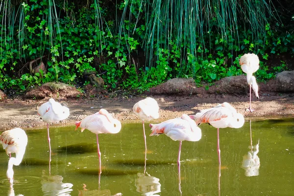 Een Prachtig Shot Van Flamingo Staand Een Been Een Vijver — Stockfoto