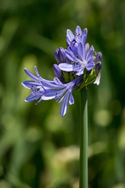 Enfoque Selectivo Hermosa Flor Azul Lirio Las Flores Del Nilo —  Fotos de Stock