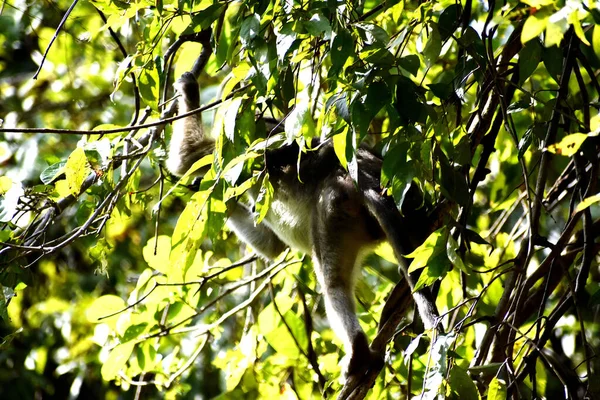 Прекрасний Знімок Чарівної Мавпи Гілках Дерева — стокове фото