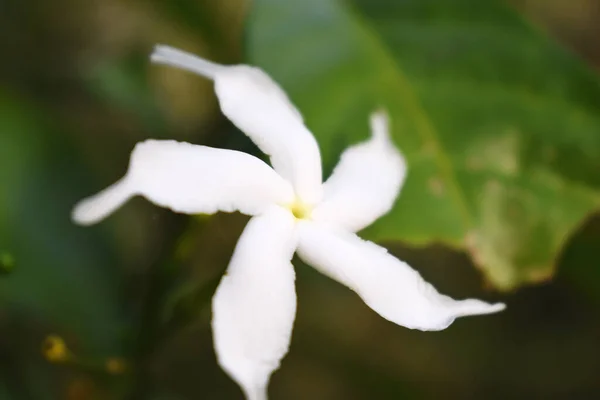 White Sampaguita Jasmine Arabian Jasmine Flower Blossom — Stock Photo, Image