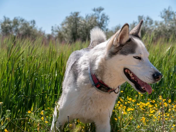 Beautiful Husky Green Field — Stock Photo, Image