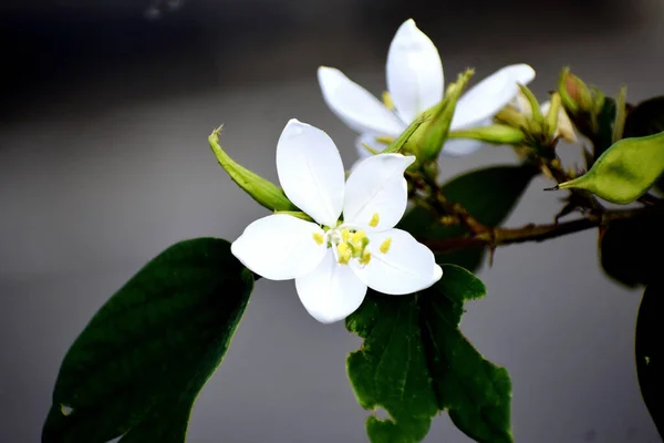 枝に美しい白花の選択的な焦点 — ストック写真