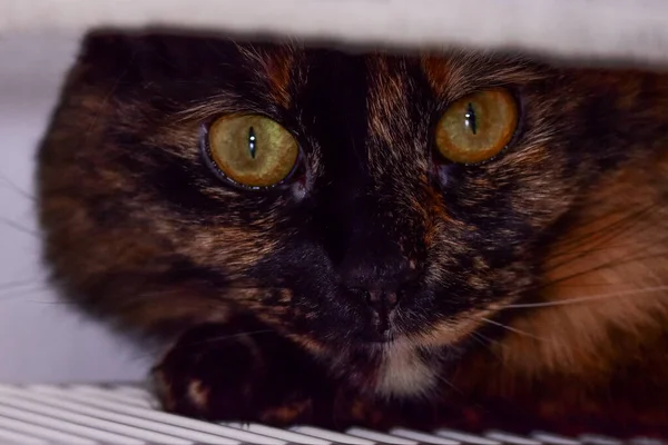 Kameraya Bakan Güzel Bir Kedinin Yakın Çekimi — Stok fotoğraf