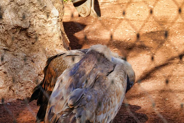 地上のブスタード鳥のクローズアップ — ストック写真
