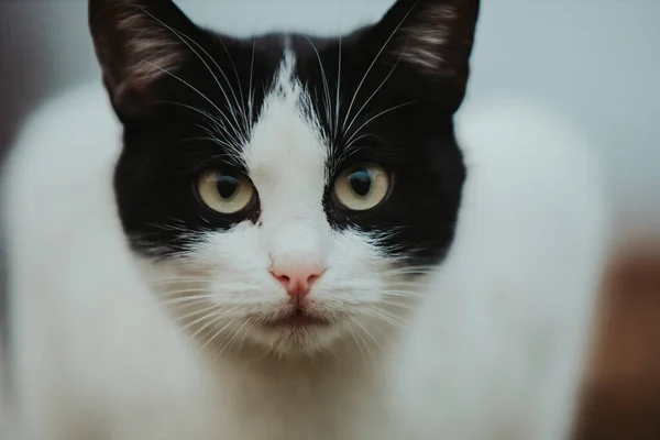 Een Close Van Een Witte Zwarte Kat Staren Naar Camera — Stockfoto