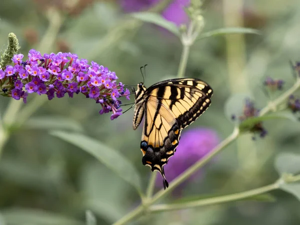 蝴蝶的美丽镜头 它从花园里的紫色花朵中采集花蜜 — 图库照片