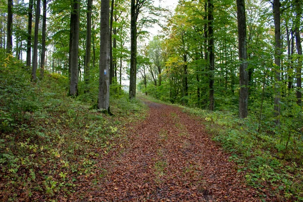 Chemin Vide Dans Forêt Été — Photo