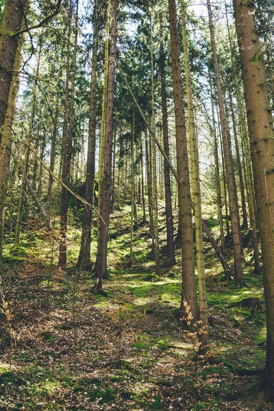 Una Vista Naturale Terreno Forestale Sciatto Campagna — Foto Stock