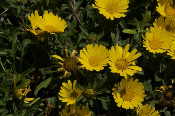 Bahçede Çiçek Açan Sarı Leoparın Felaket Çiçeklerine Yakın Çekim — Stok fotoğraf