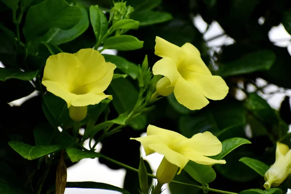 Zbliżenie Ujęcie Żółtych Kwiatów Dorastających Krzaku — Zdjęcie stockowe