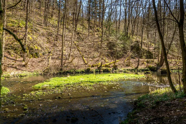 Natural View Shallow River Forest — Stock Photo, Image