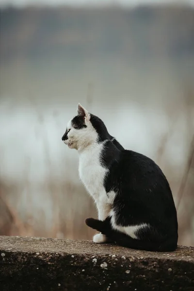 Sınırda Oturan Sevimli Siyah Beyaz Bir Kedinin Dikey Görüntüsü — Stok fotoğraf