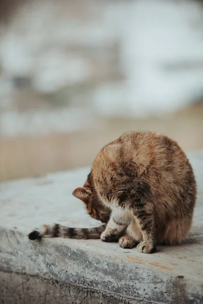 一只生姜猫坐在室外舔自己的特写镜头 — 图库照片