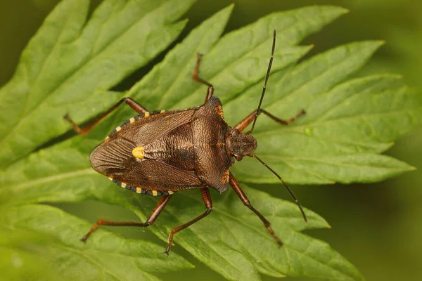 Kahverengi Bir Orman Böceğinin Yeşil Yapraklı Kırmızı Bacaklı Bir Kalkanböceğinin — Stok fotoğraf