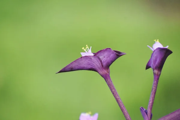 Een Selectieve Focus Van Lila Bloemen Een Groene Achtergrond — Stockfoto