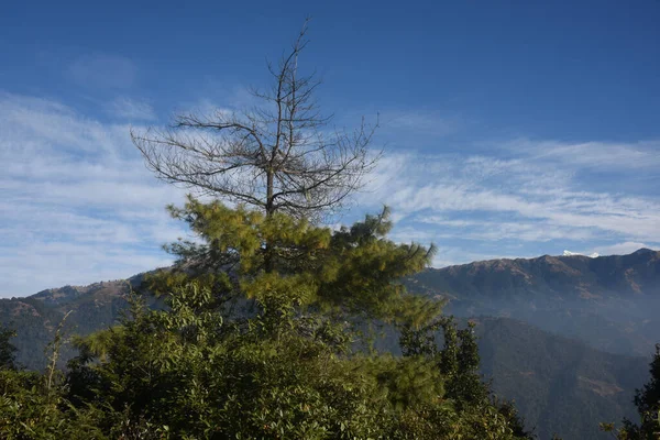 背景是蓝天的高山树的照片 — 图库照片