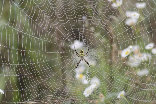 Nahaufnahme Einer Gelben Spinne Netz — Stockfoto