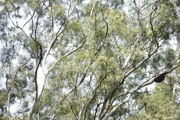 一棵大桉树对着天空低角拍的照片 — 图库照片