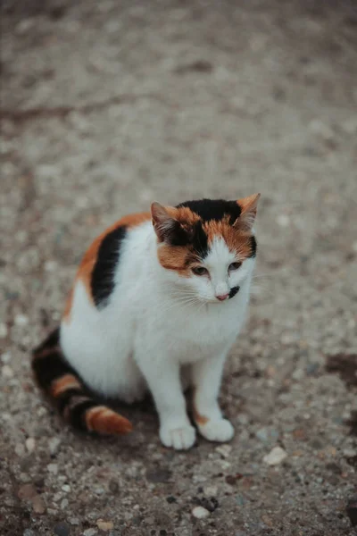 Vertikal Bild Söt Färgglad Katt Sitter Marken — Stockfoto