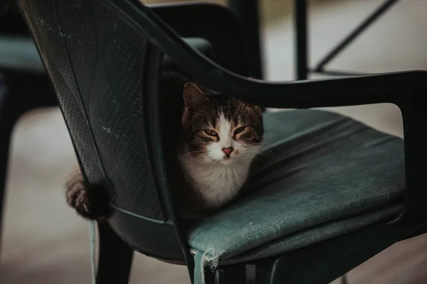 Gato Bonito Olhando Para Câmera Enquanto Estava Deitado Uma Cadeira — Fotografia de Stock