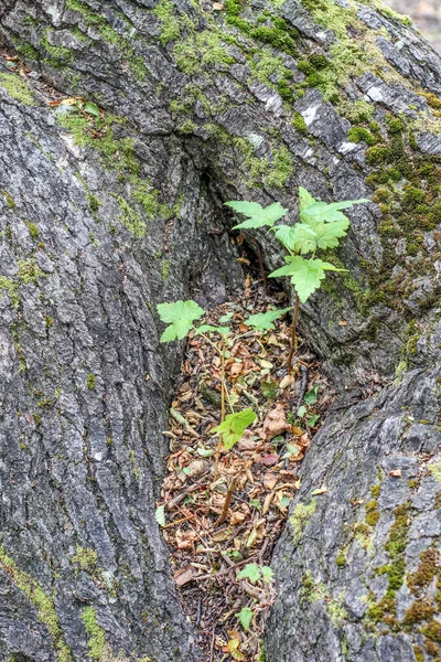 在长着苔藓的树干之间长着一株直立的绿色植物 — 图库照片