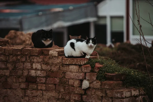 Egy Közeli Kép Bolyhos Bicolor Macskák Tetején Egy Régi Téglafal — Stock Fotó