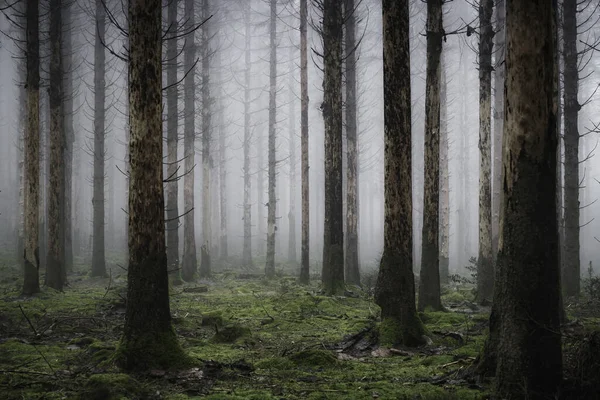 Una Verticale Degli Alberi Alti Nella Nebbiosa Inquietante Foresta — Foto Stock